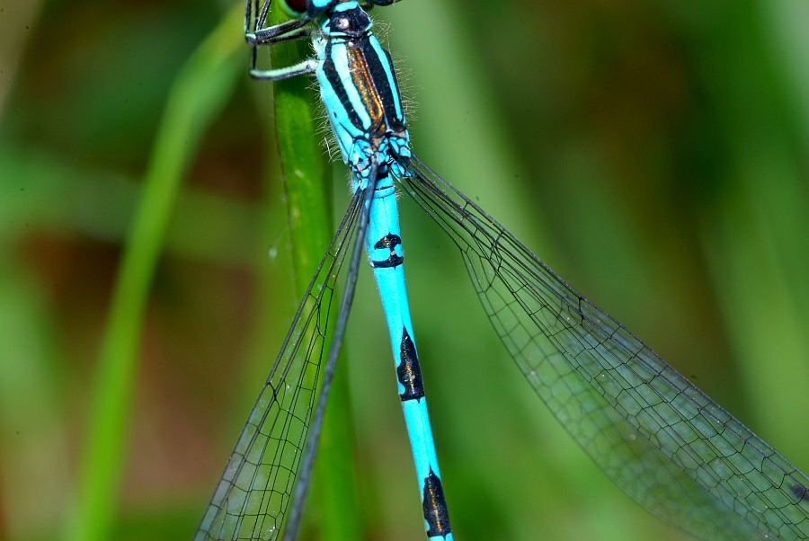 4_coenagrion_hastulatum_speer_azurjungfer_31_124.jpg