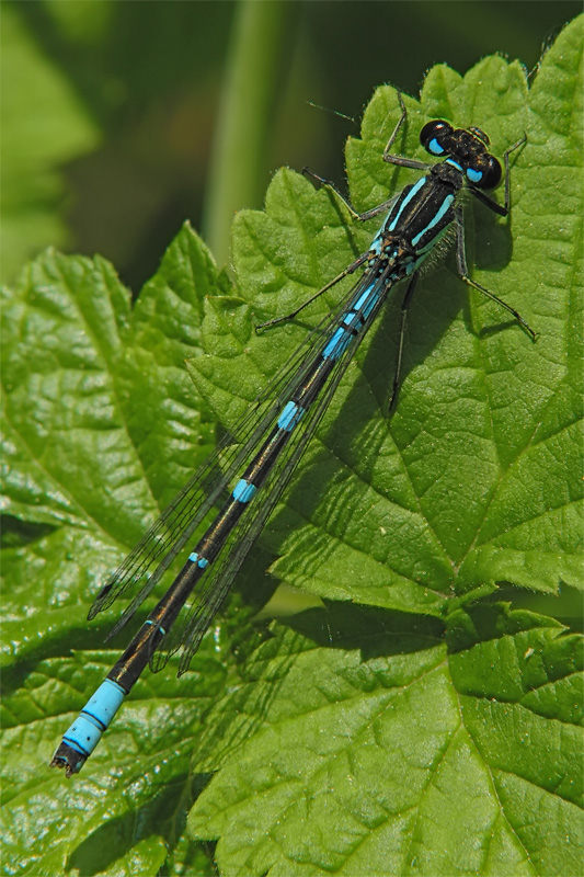 ts_coenagrion_lunulatum_02_169.jpg