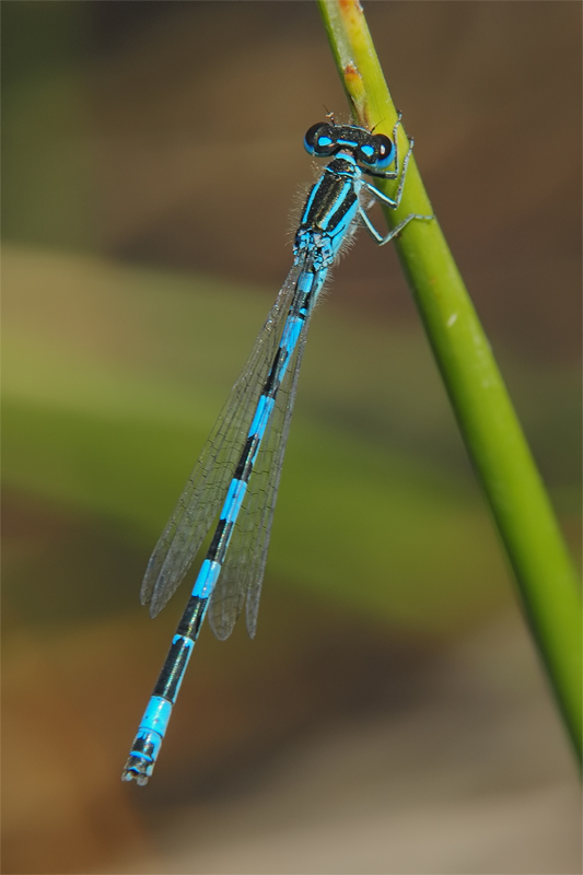 ts_coenagrion_mercuriale_04_343.jpg