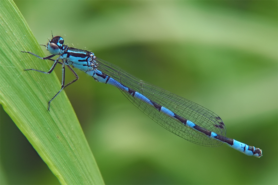 coenagrion_ornatum_1_157.jpg