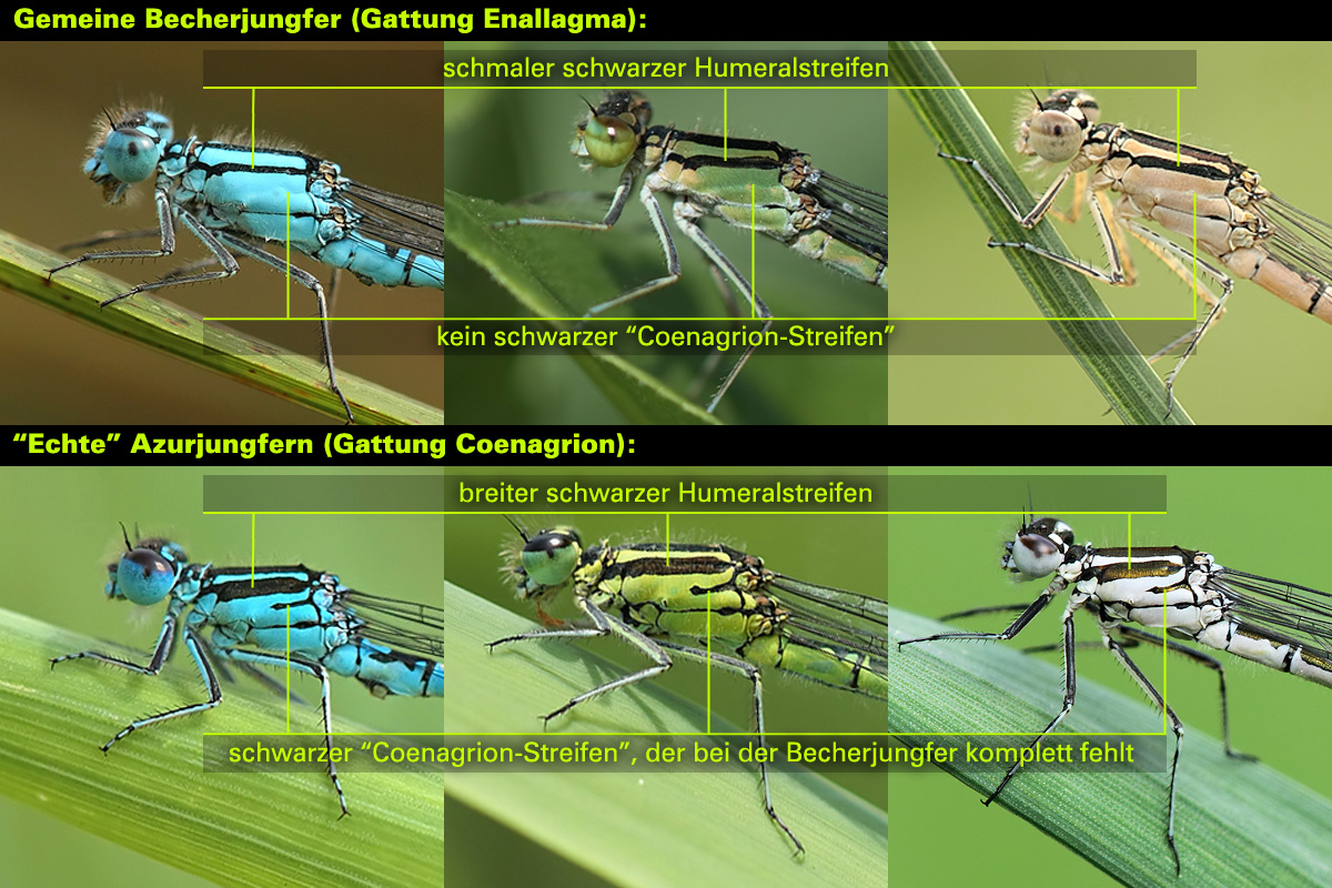 Unterscheidungsgrafik_Enallagma_Coenagrion~0.jpg