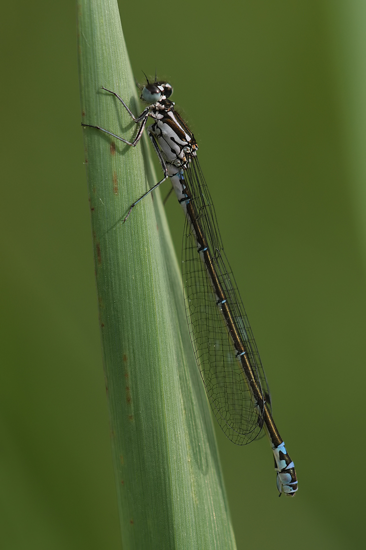 Coenagrion_pulchellum_w_IMG_9306.jpg