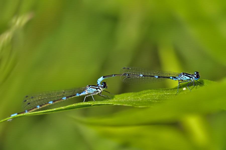 IMG_0010m-f-Fledermaus-Azur.jpg