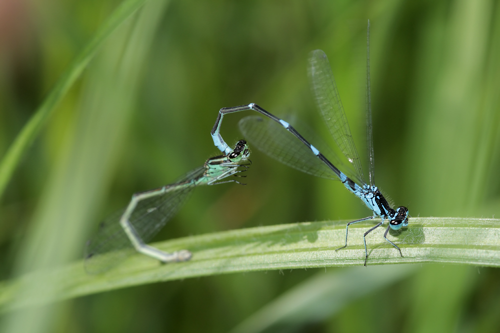 hoelle_bl_juni_09_coenagrion_164.jpg