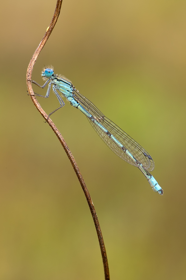 federlibelle11288_707.jpg