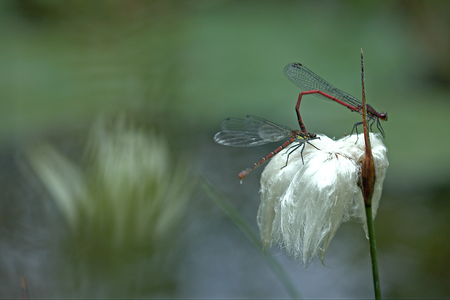 libellen_eiablage_590.jpg