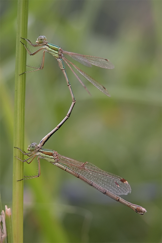 lestes_barbarus_2_204.jpg