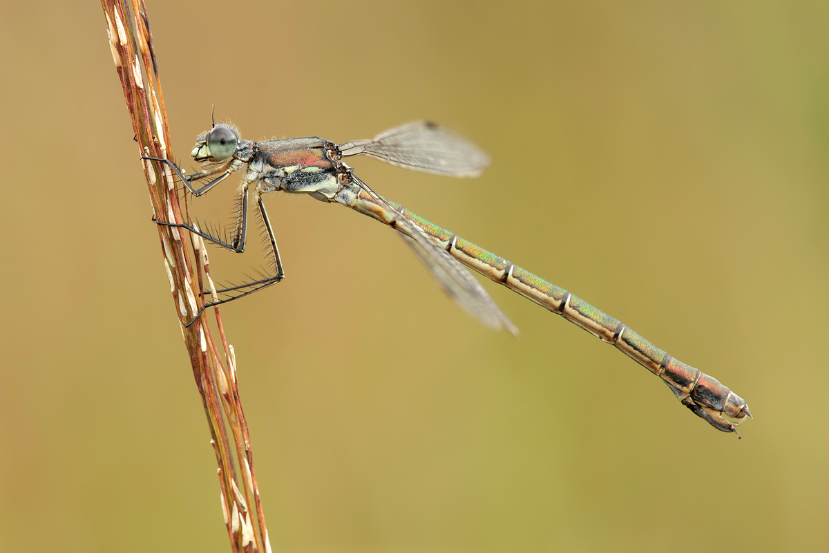 lestes_dryas_w_img_4099_612.jpg