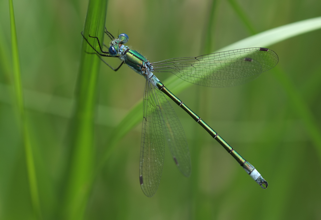 Lestes_dryas_m_IMG_4224.jpg