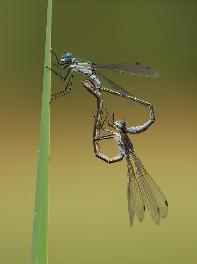 lestes_dryas_paarungsrad01082009_04_107.jpg