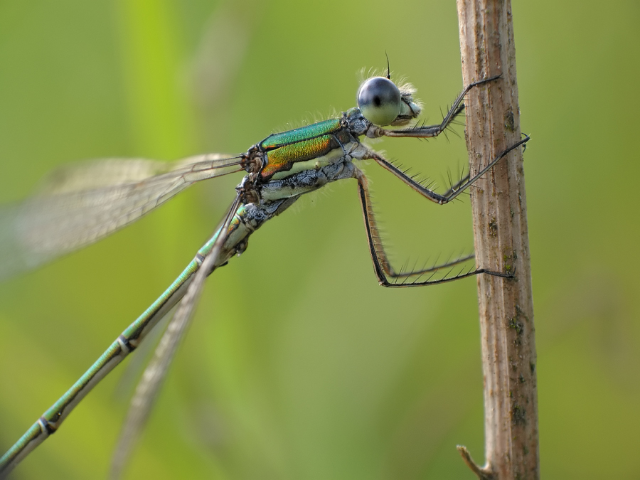 lestes_virens_109.jpg