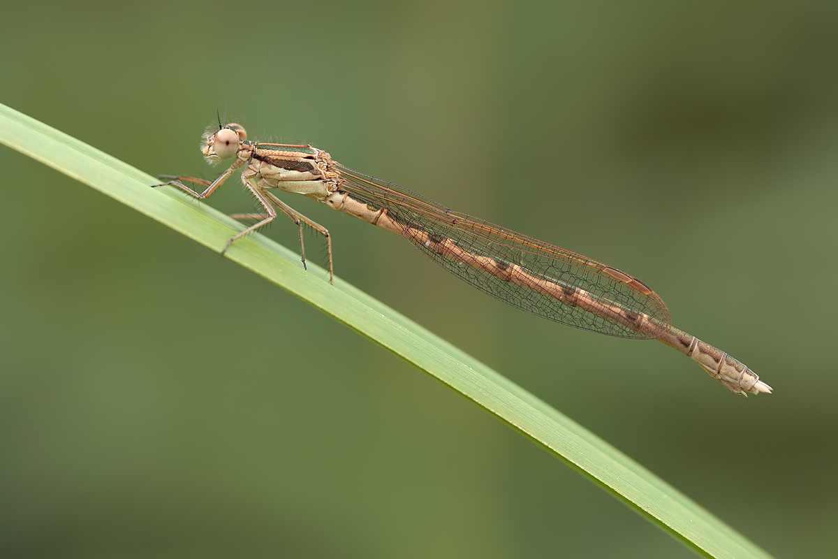 Sympecma_fusca_w_juvenil_IMG_5207.jpg