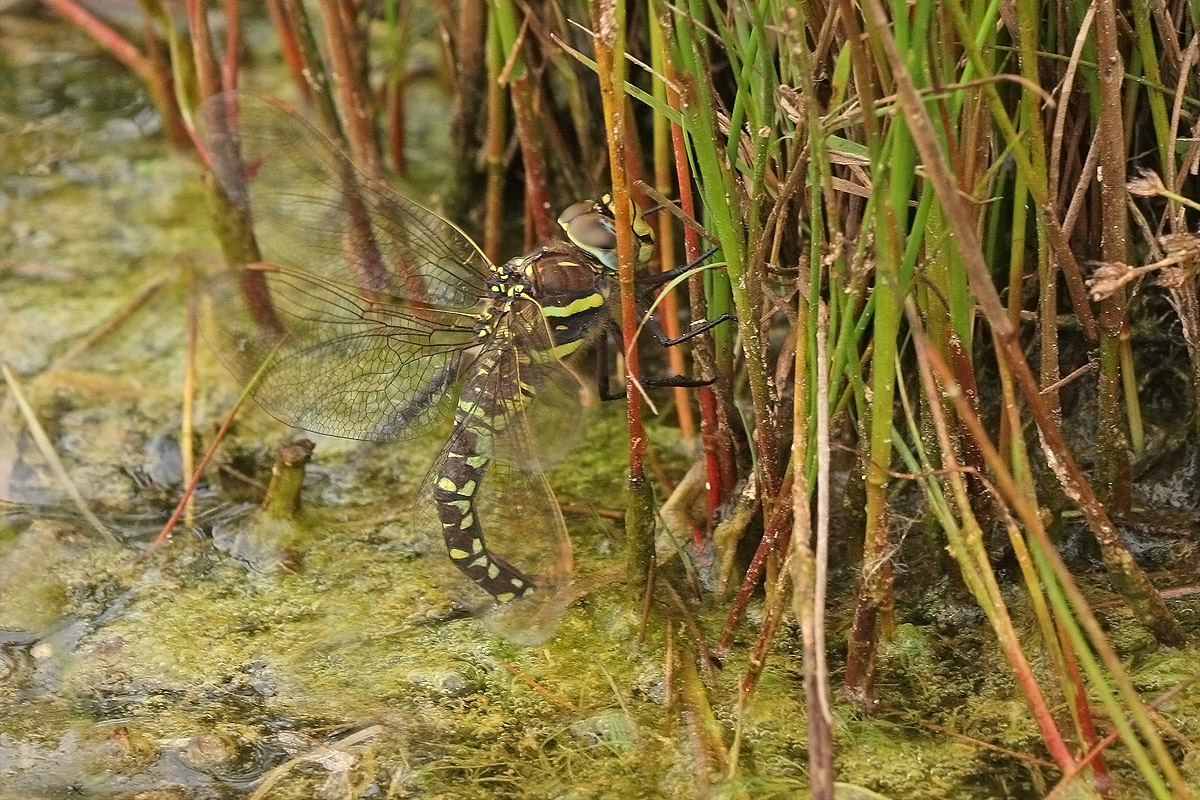 Aeshna_juncea_w_Eiablage_IMG_7460a.jpg
