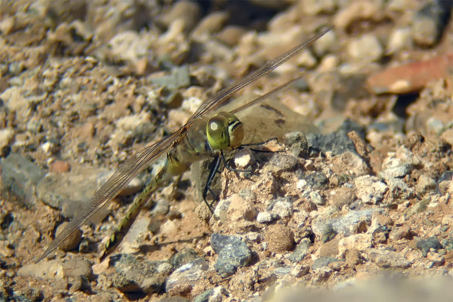 anax_ephippiger_2_583.jpg