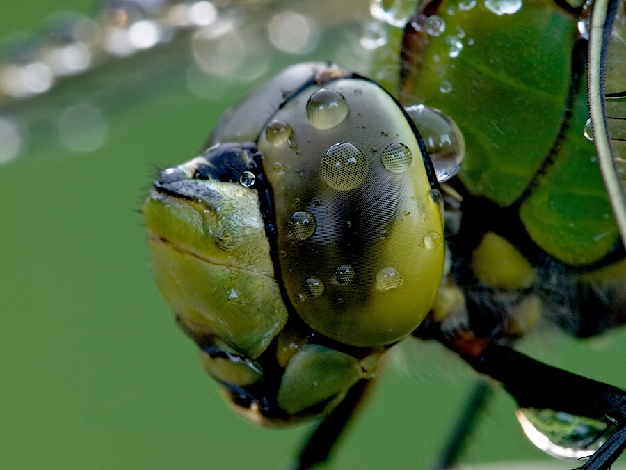 anax_imperator__grosse_koenigslibelle__maennchen_portrait_441.jpg