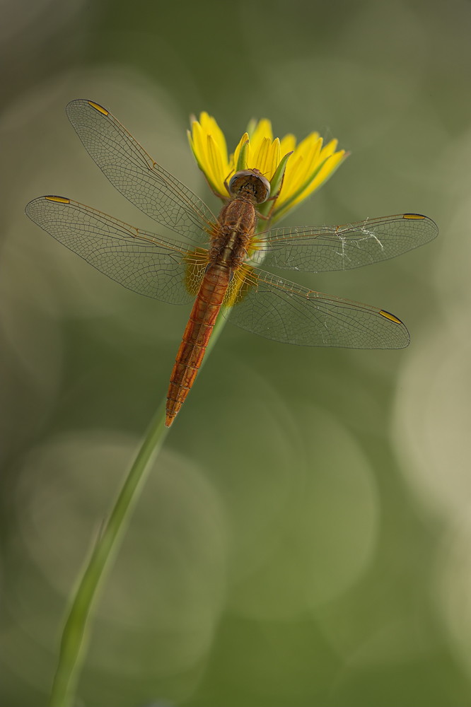 crocothemis_erythraea__feuerlibelle__179.jpg