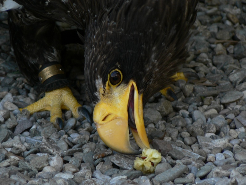 adler2.jpg