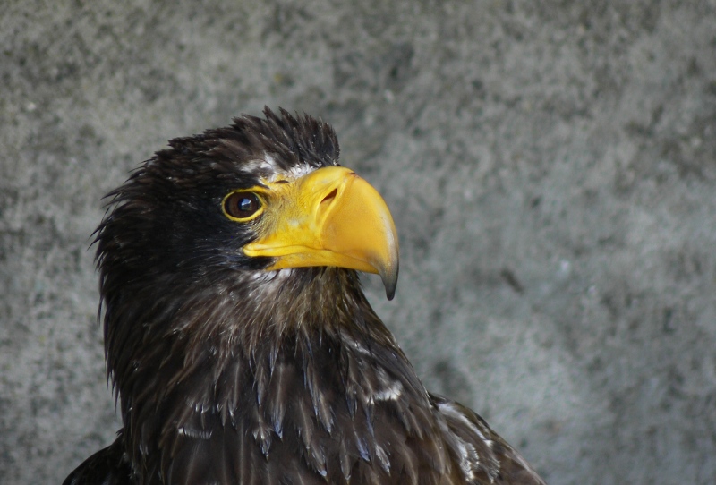 adler1.jpg