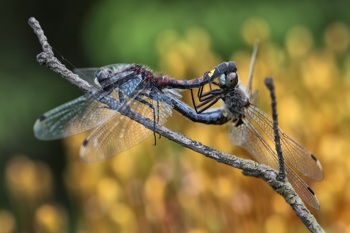 leucorrhinia_pectoralis_12a_315.jpg