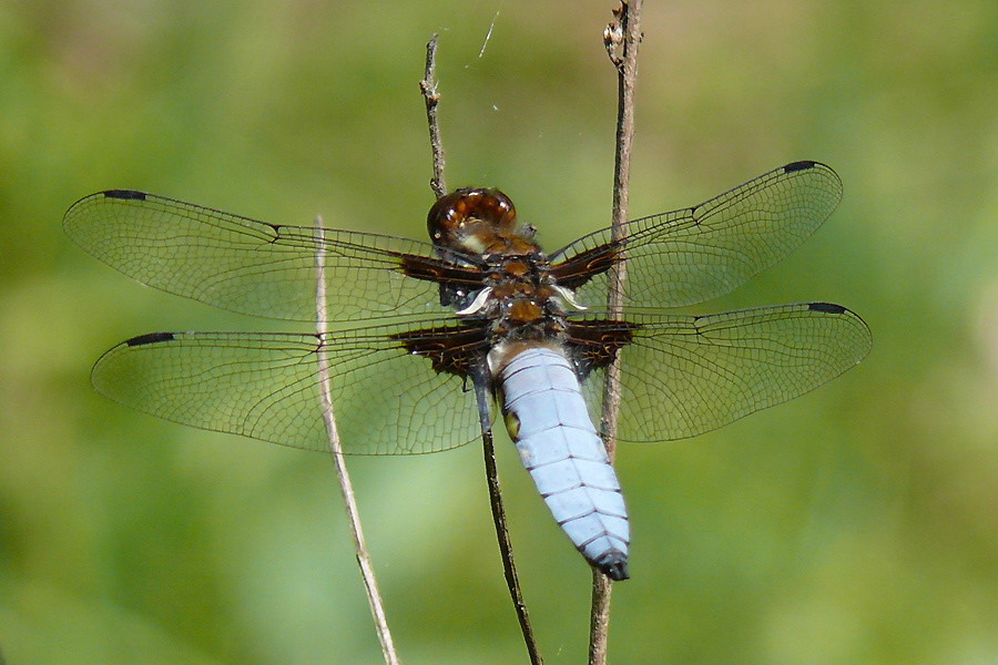 libellula_depressa__plattbauch__maennchen_152.jpg