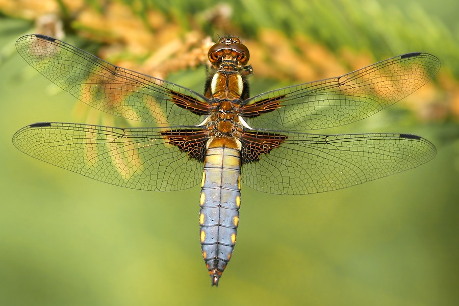 libellula_depressa__plattbauch__junges_maennchen_186.jpg