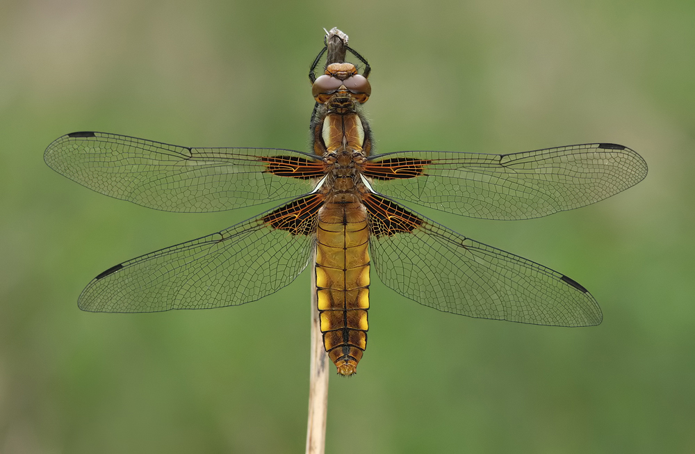 Libellula_depressa_w_IMG_3263b.jpg