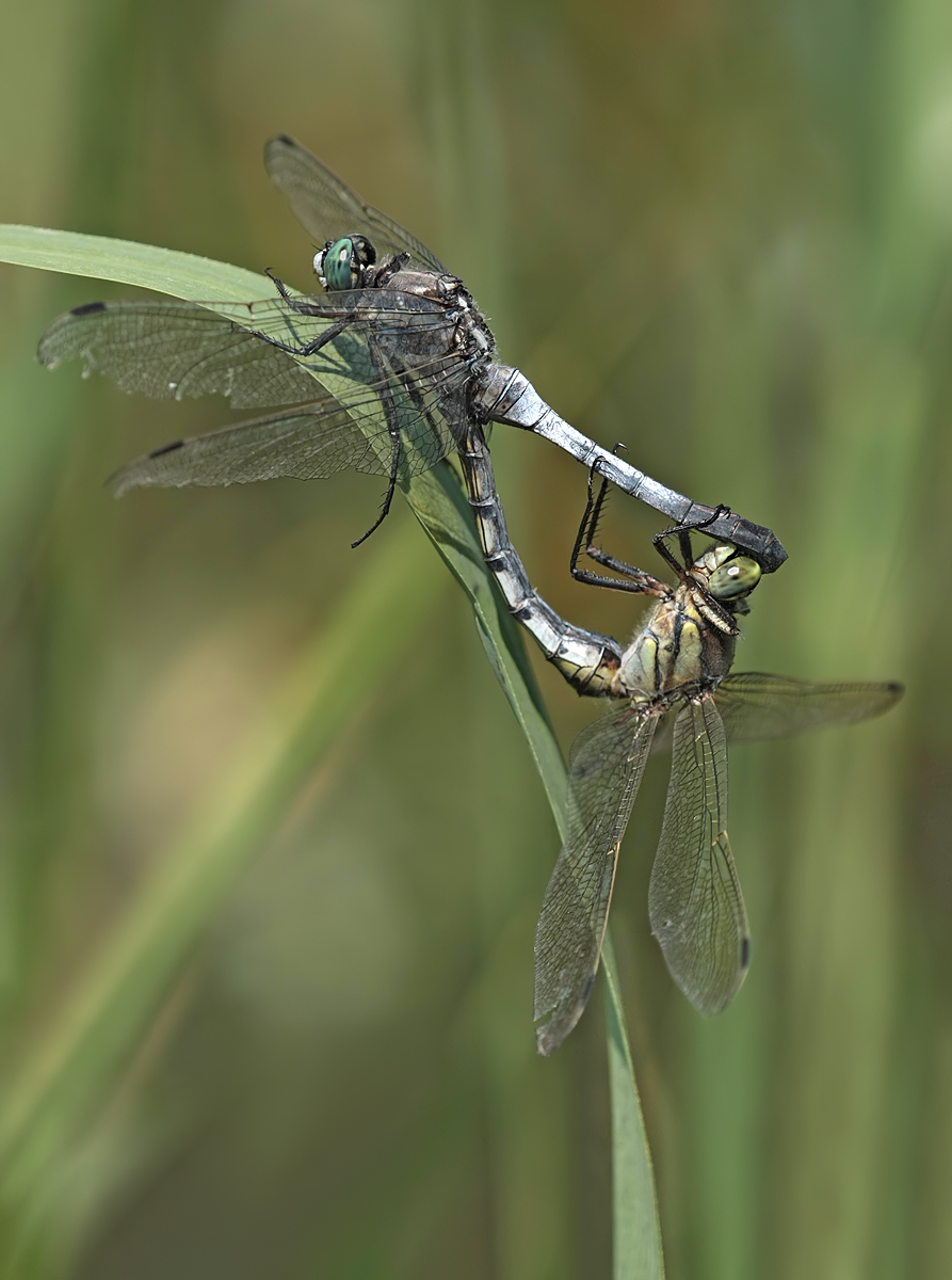 Orthetrum_albistylum_paar_IMG_3687.jpg