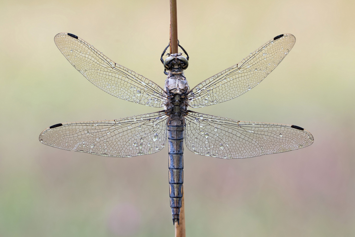 orthetrum_cancellatum_w_alt.jpg