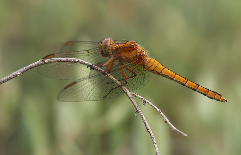 Orthetrum_coerulescens_w02.jpg