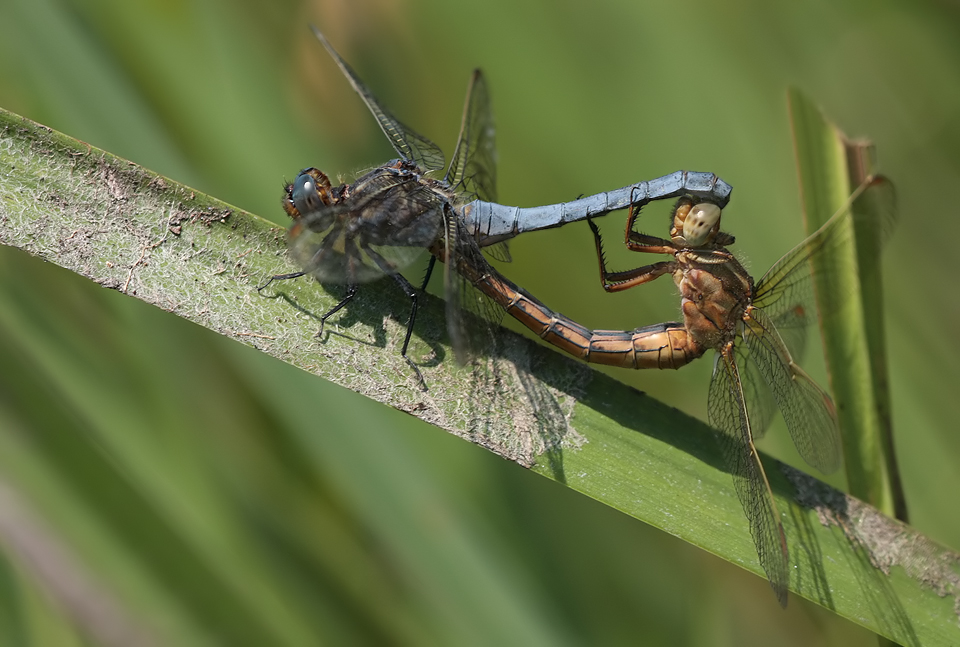 orthetrum_coerulescens_paar_img_8499a_108.jpg