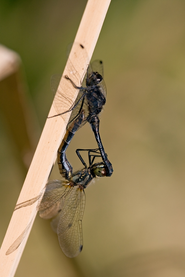 schwarze_heidelibellen_paarung_871.jpg