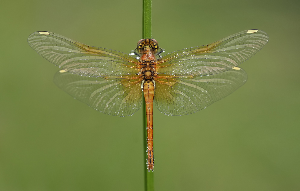 sympetrum_flaveolum_w_img_1478b_159.jpg