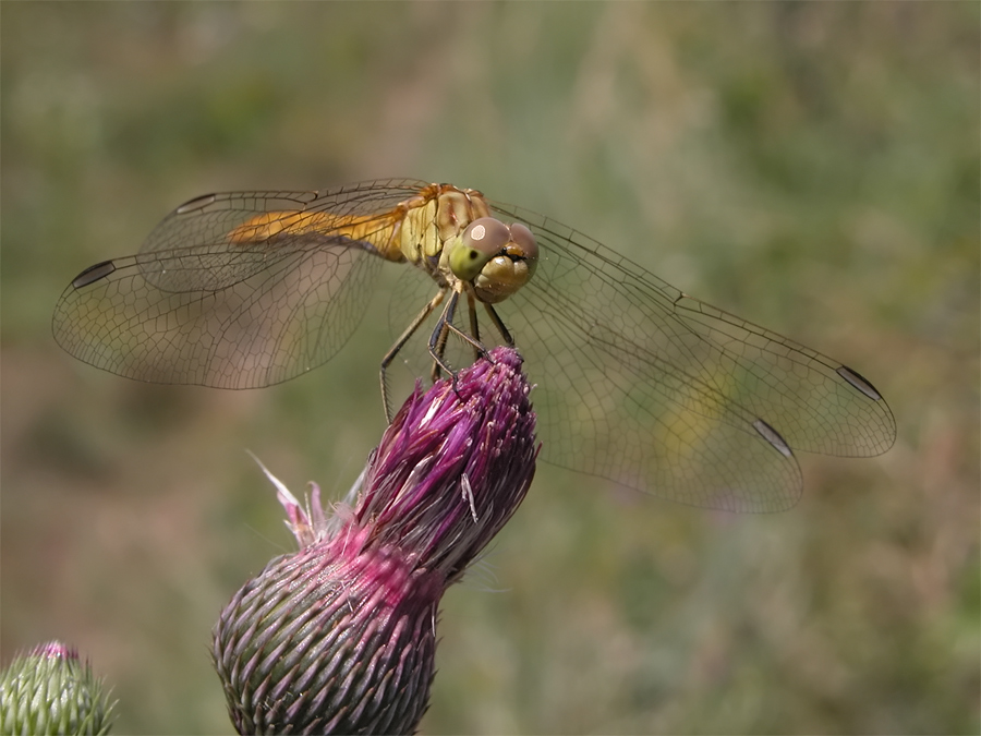 sympetrum_meridionale_1_107.jpg