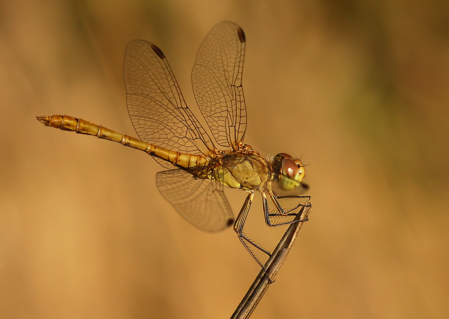 sympetrum_merid_m03amf_165.jpg