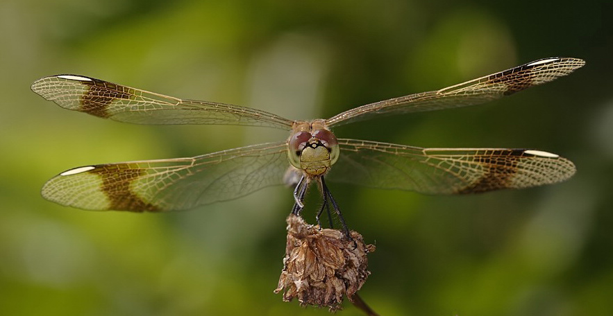 sympetrum_pedemontanum__gebaenderte_heidelibelle__weibchen_615.jpg