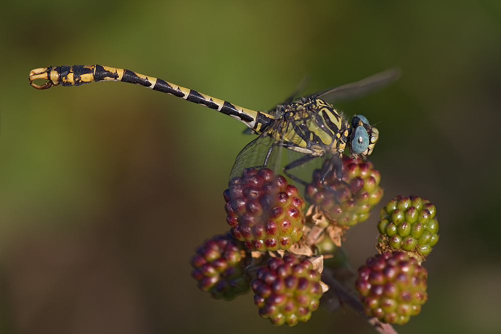 onychogomphus_uncatus_05_163.jpg