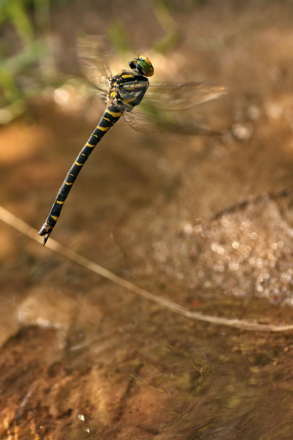 c_boltonii_1_184.jpg