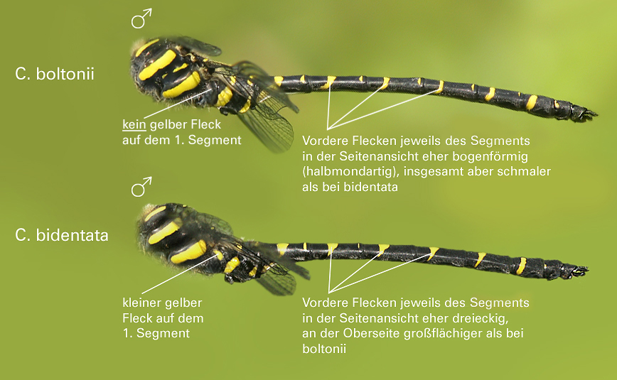 Cordulegaster_Unterschied_Seitenansicht.jpg