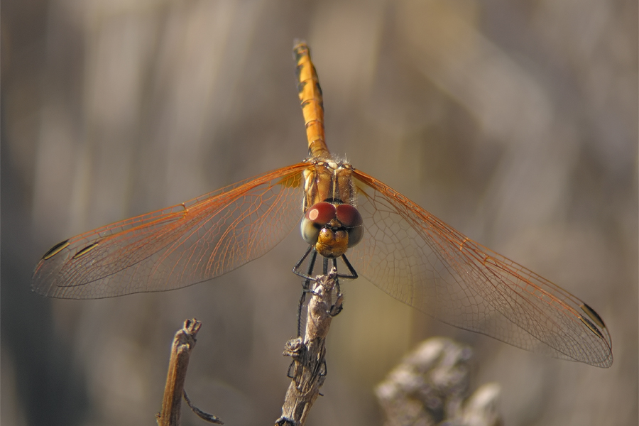 trithemis_arteriosa_2_815.jpg