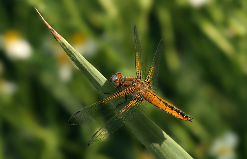 libellula_fulva_w_jung04_226.jpg