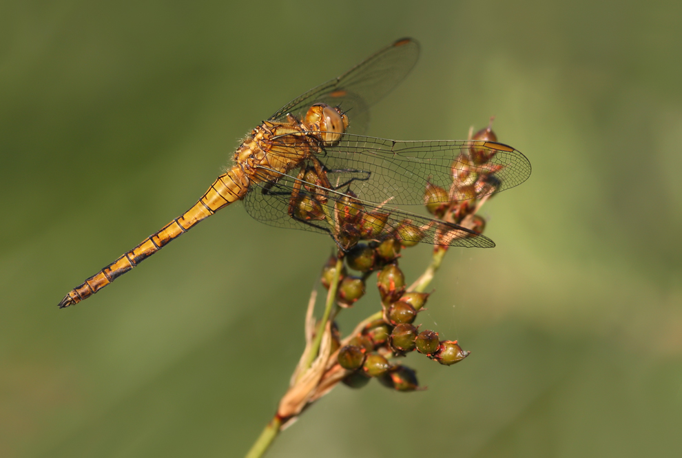 orthetrum_coerulescens_m_jung01_155.jpg