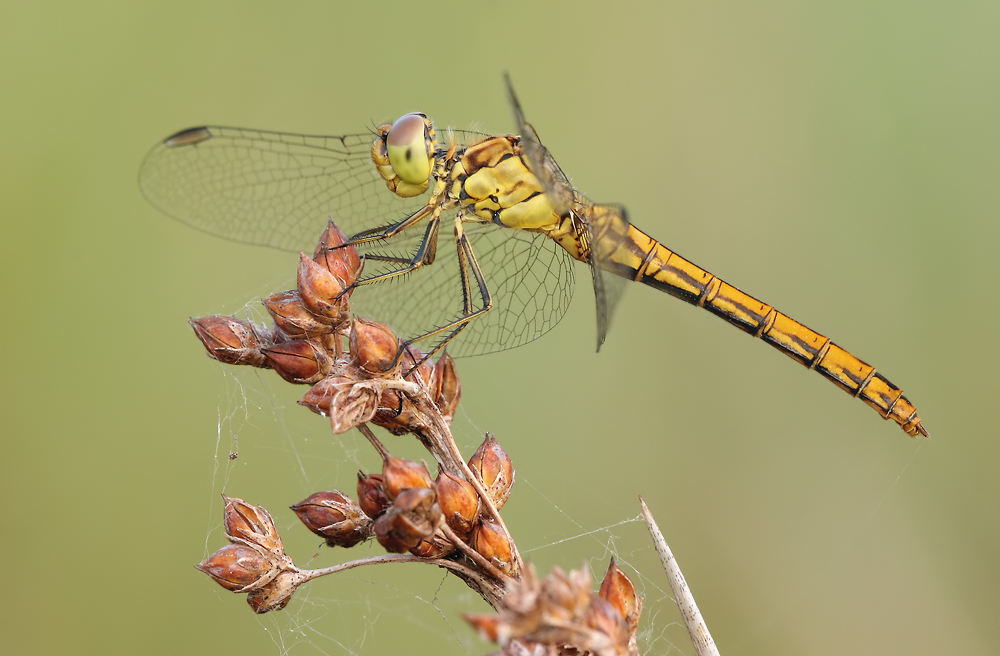 sympetrum_meridionale_w_img_5303a_557.jpg