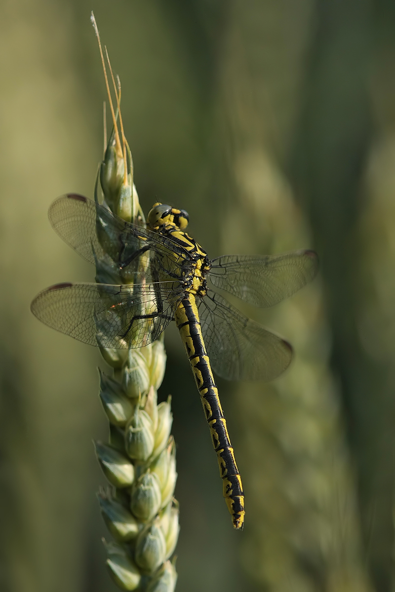 Gomphus_graslinii_w_IMG_5331.jpg