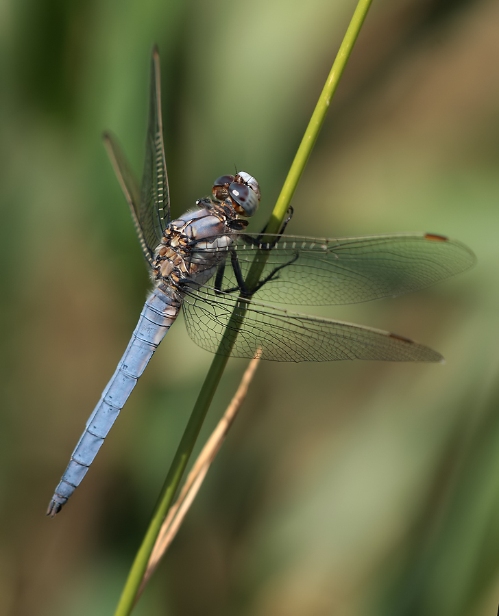 Orthetrum_brunneum_m_IMG_3358.jpg