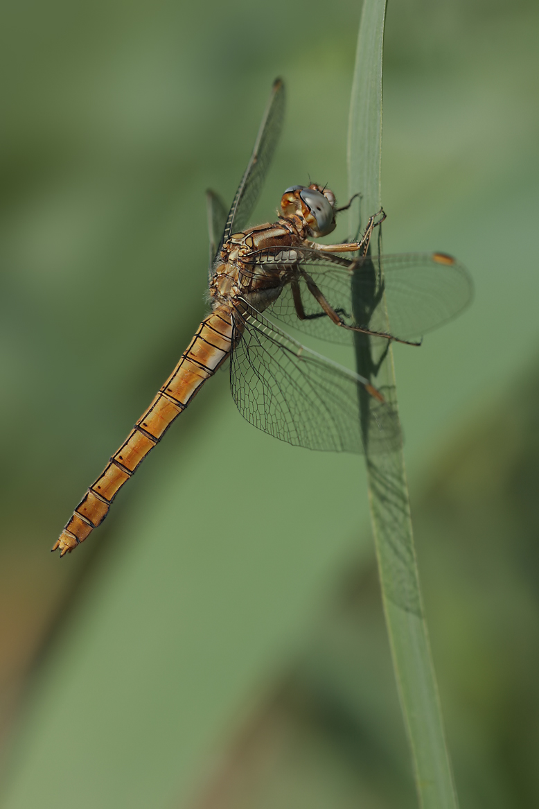 Orthetrum_brunneum_w_IMG_0452.jpg