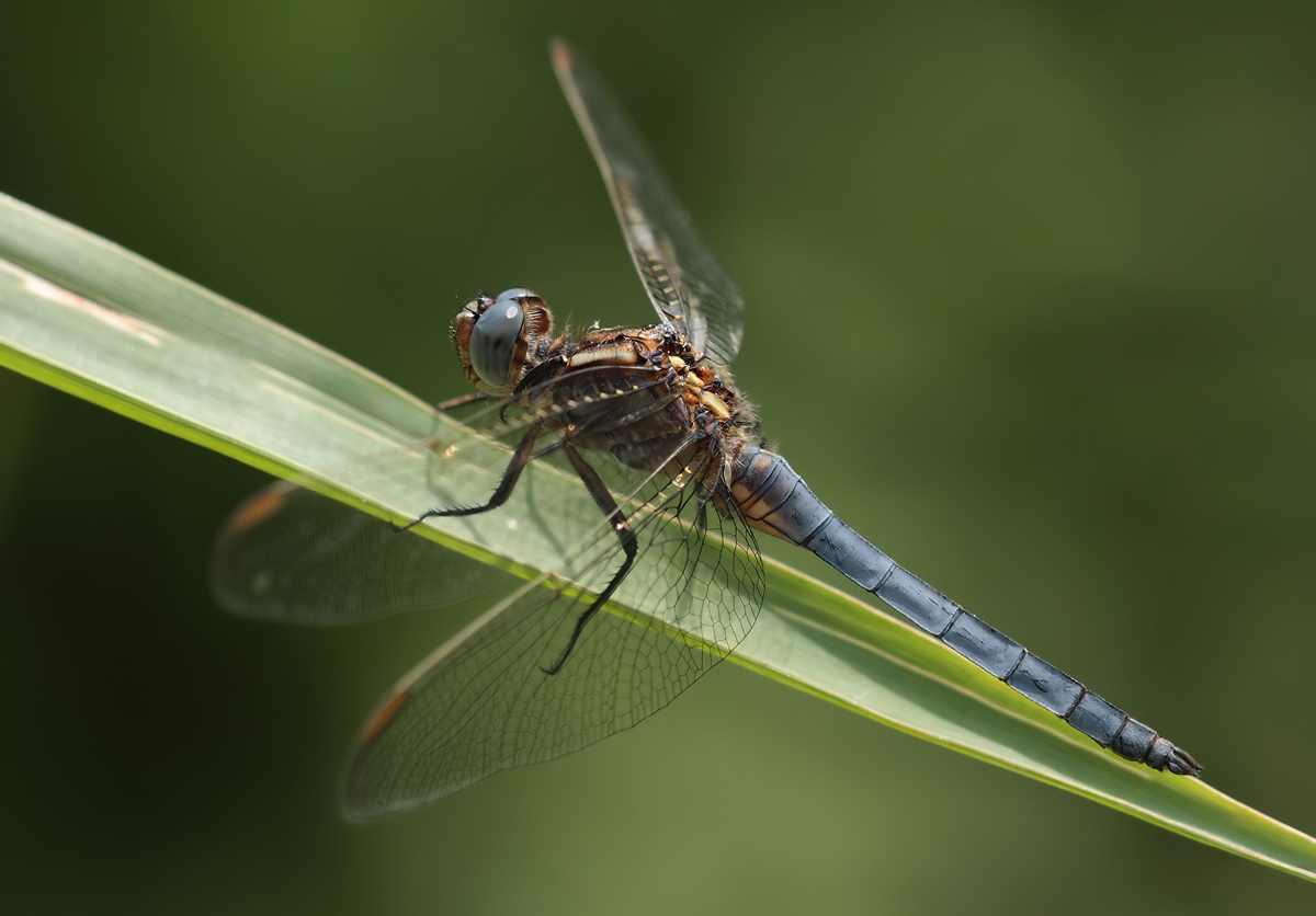 Orthetrum_coerulescens_m_IMG_4457a.jpg