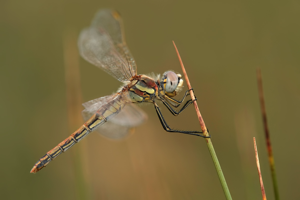 Sympetrum_fonscolombii_w_IMG_2195.jpg