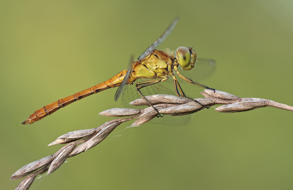 Sympetrum_meridionale_m_IMG_2591.jpg