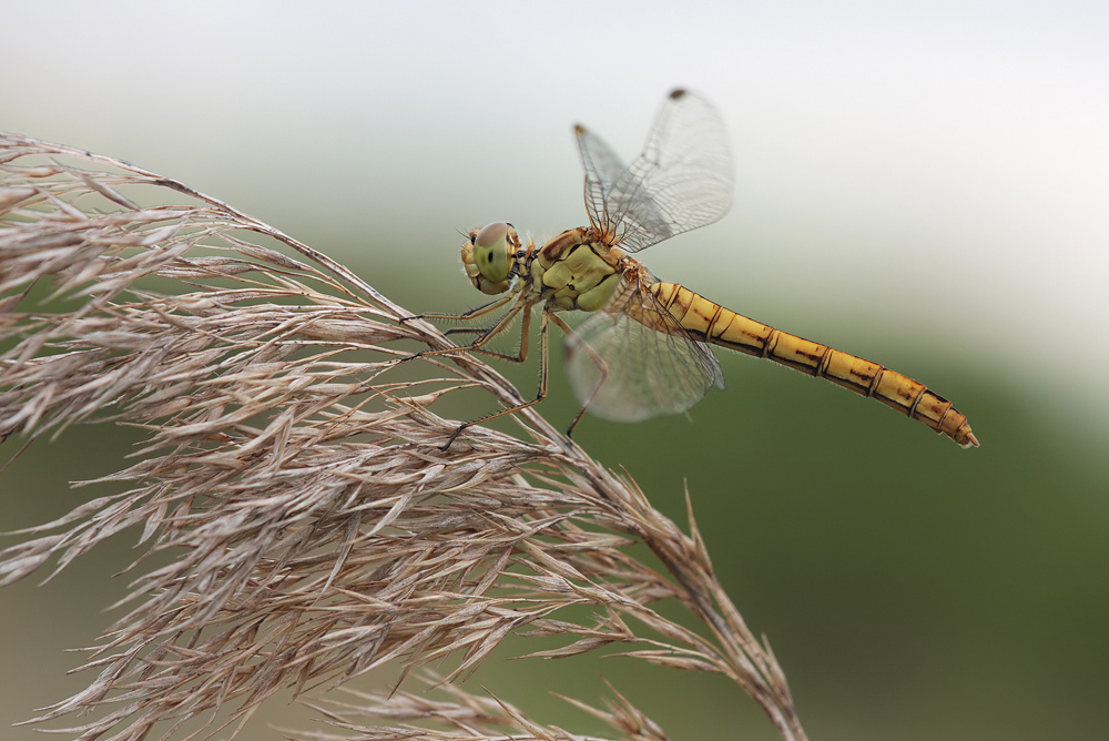 Sympetrum_meridionale_w_IMG_3834b.jpg