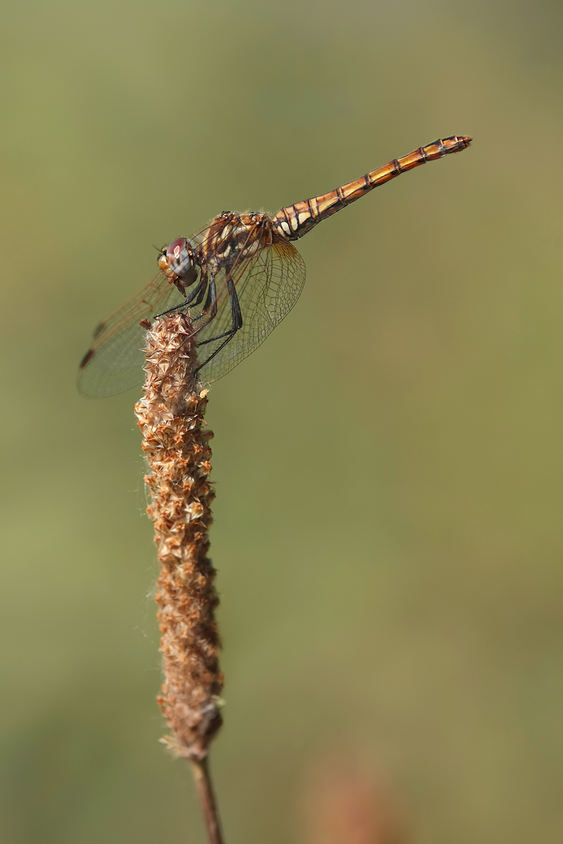 Trithemis_annulata_w_IMG_2879a.jpg